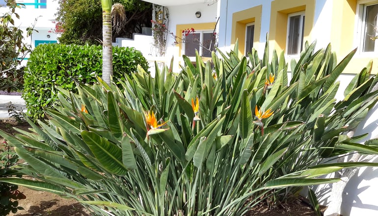 4* Mastichari Bay Hotel - Μαστιχάρι, Κως