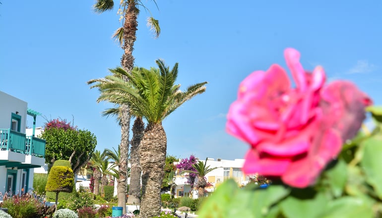 4* Mastichari Bay Hotel - Μαστιχάρι, Κως