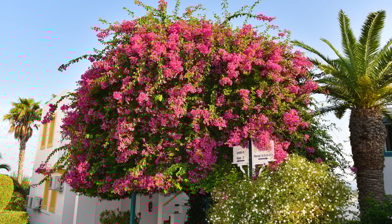 4* Mastichari Bay Hotel - Μαστιχάρι, Κως