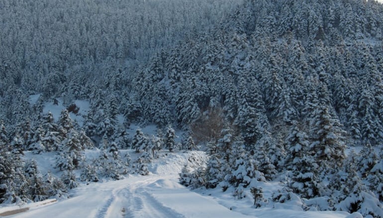 Ξενώνας Γόργιανη - Σπερχειάδα, Φθιώτιδα
