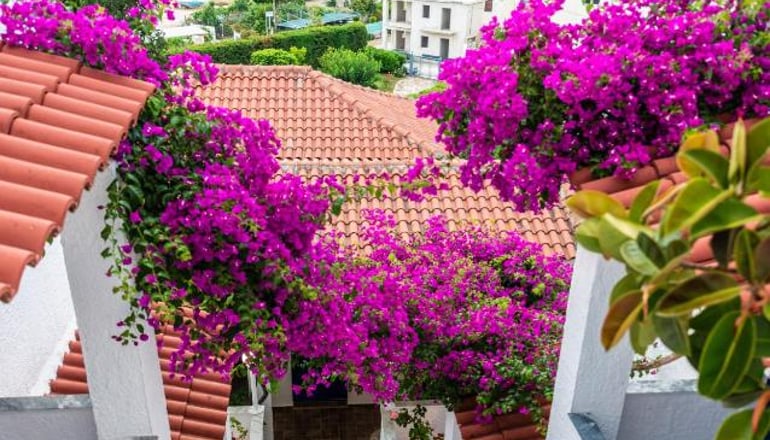 Elena Hotel - Σύβοτα